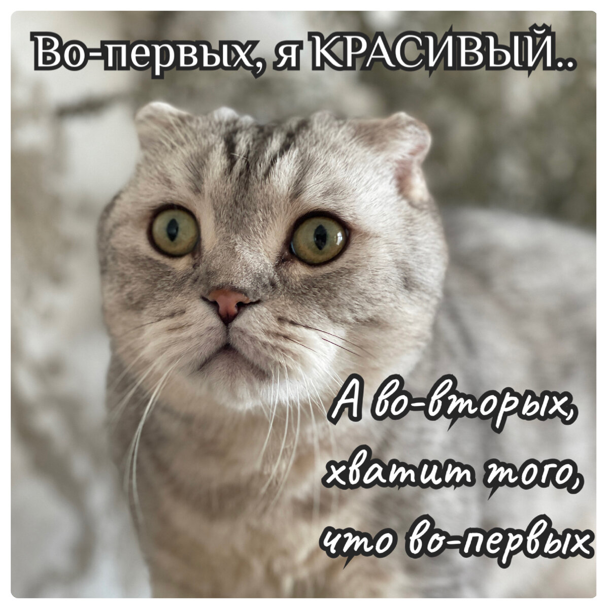 И скромный😻 | Кот Марсик Брутальный шотландец | Дзен