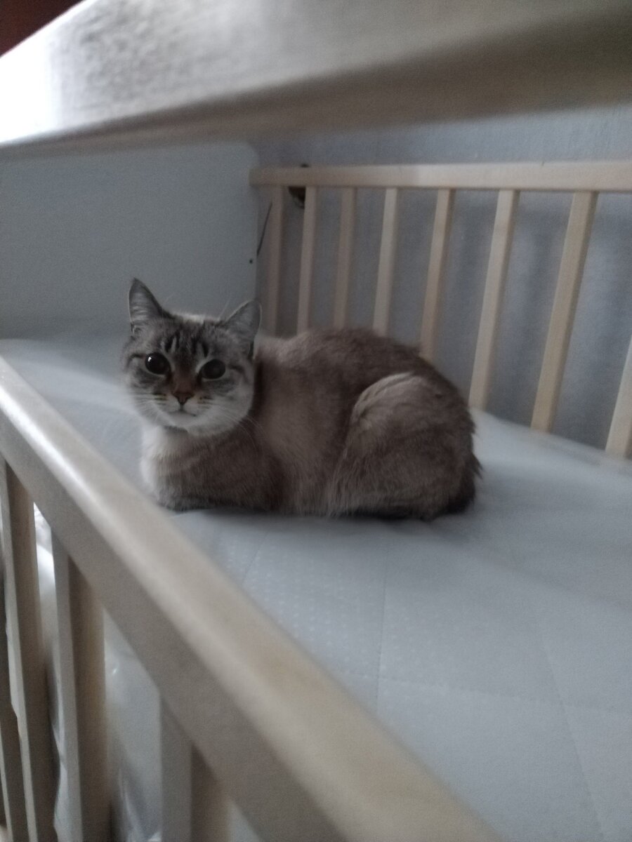 Вариант без бортиков больше всего нравится нашей кошке🐈😂