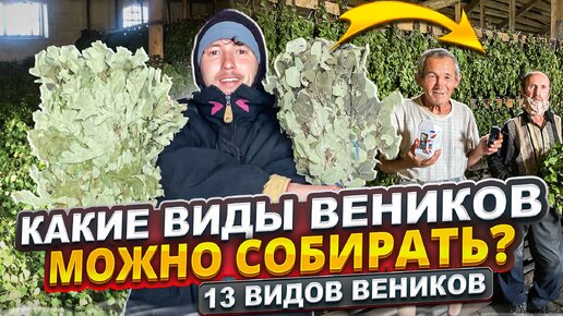 Какие виды веников можно заготавливать для бани. 15 видов веников для бани. Бизнес в деревне