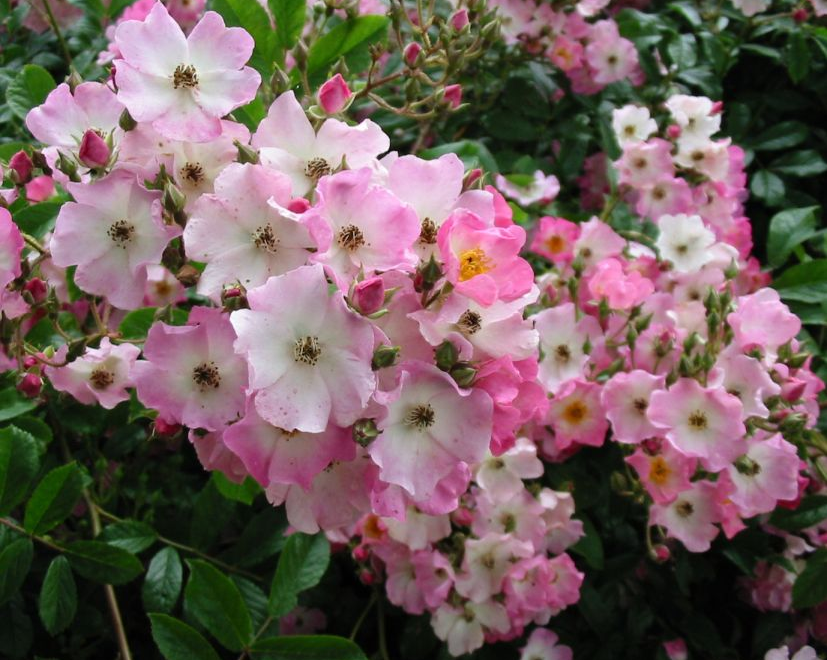 Ballerina, Bentall, 1937, Гибрид Moschata-мускусные гибриды (в моём случае почвопокровная)