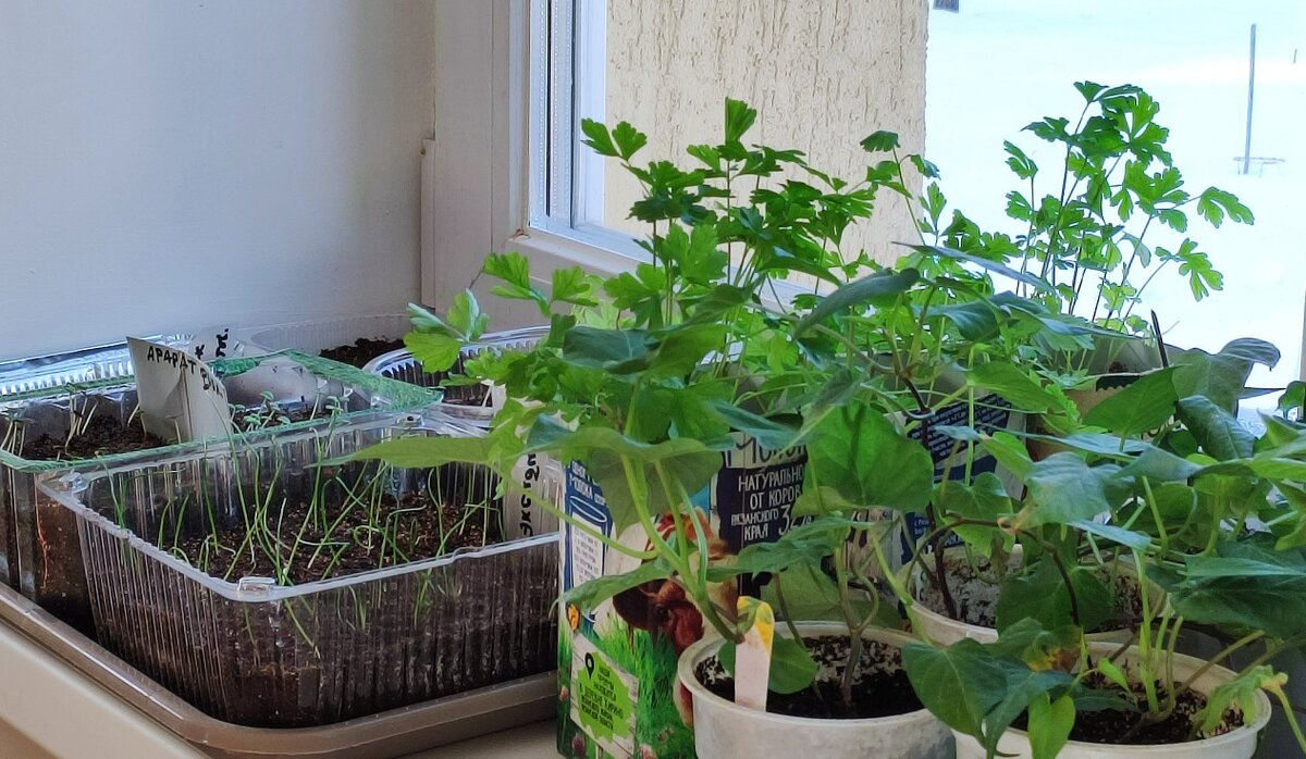 Весенняя радость на подоконнике))