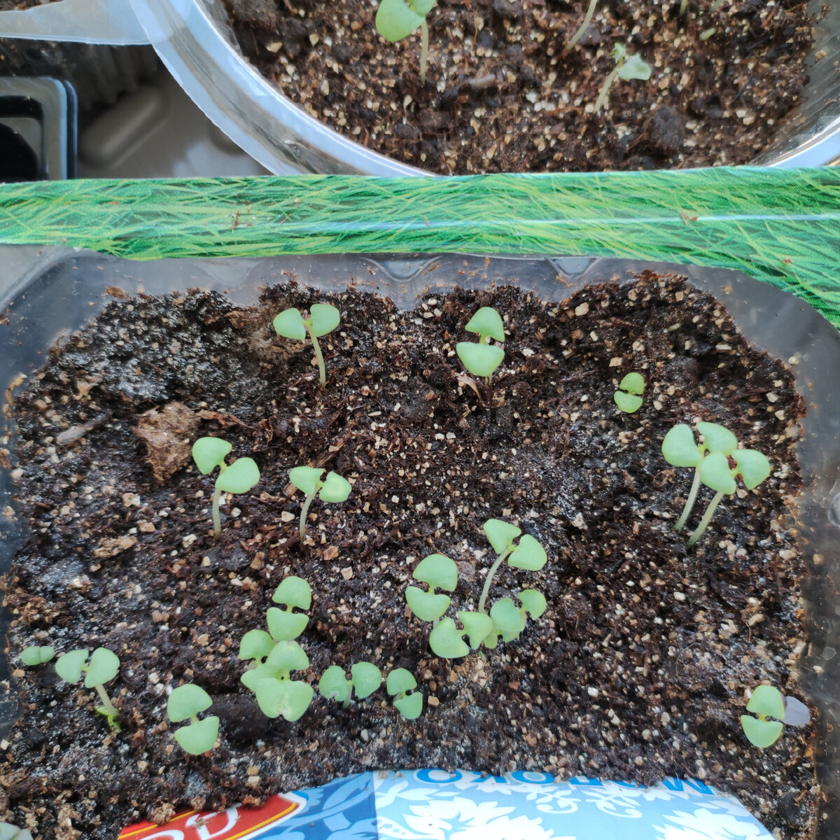 Базилик Лимонный аромат.