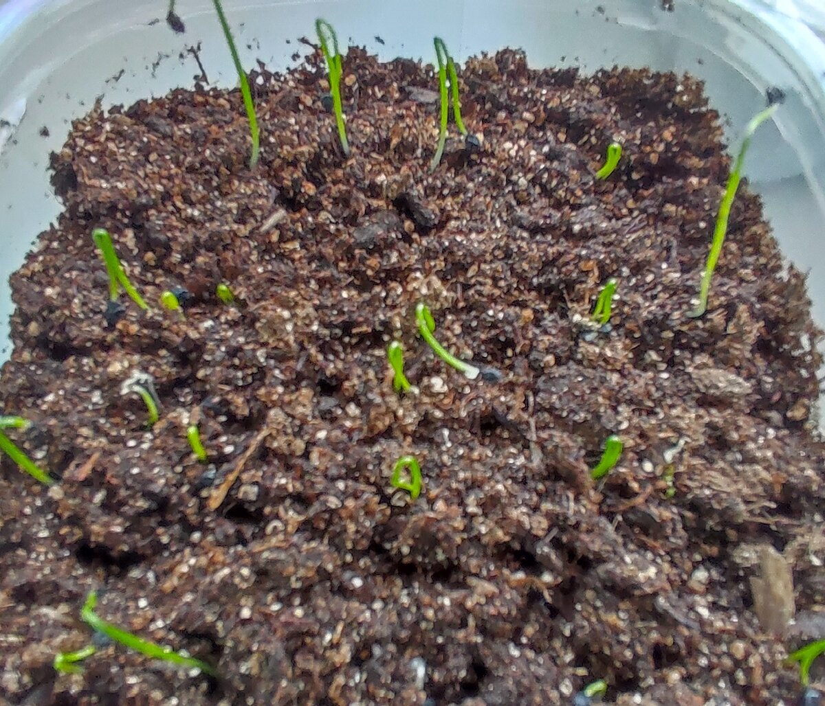 Посев в марте. Пикировка томатов помидоров рассады. Рассада цветов. Посев в марте. Посев семян на рассаду.