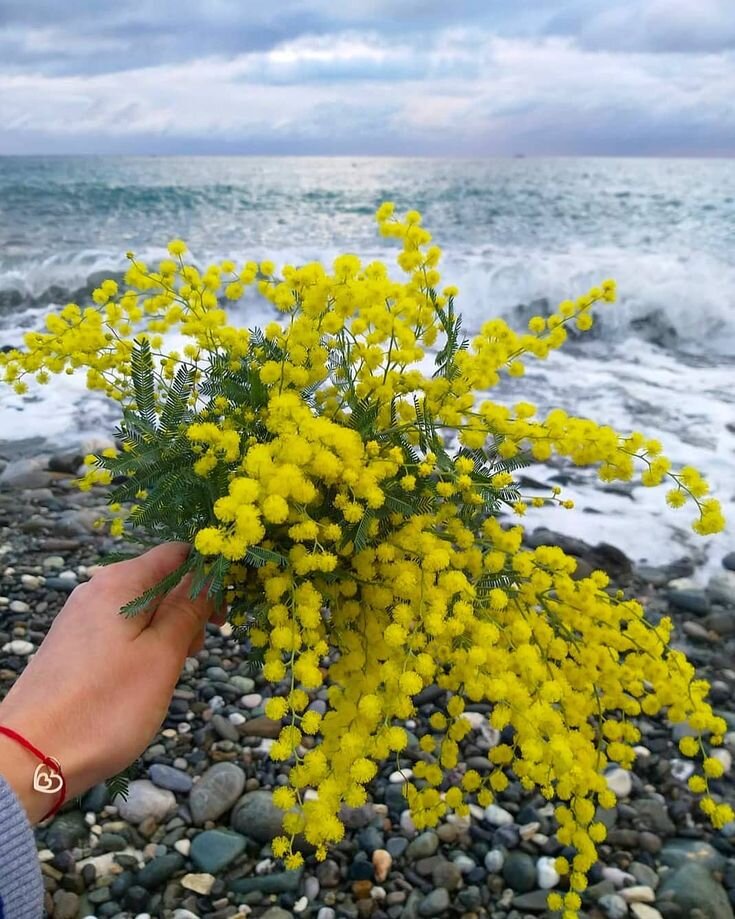 Яндекс картинки 