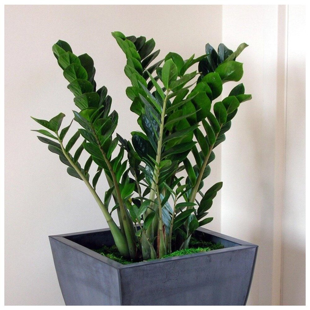 Замиокулькас в офисе / Фото из открытых источников