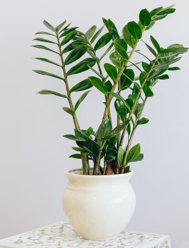 Замиокулькас в доме / Фото из открытых источников