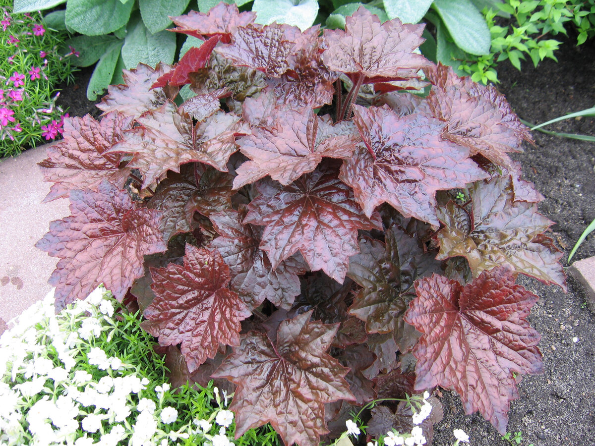 гейхера карминно-красная. гейхера из семян выращивание. гейхера семена посев на рассаду. гейхера цыганская скрипка. гейхера из семян выращивание.