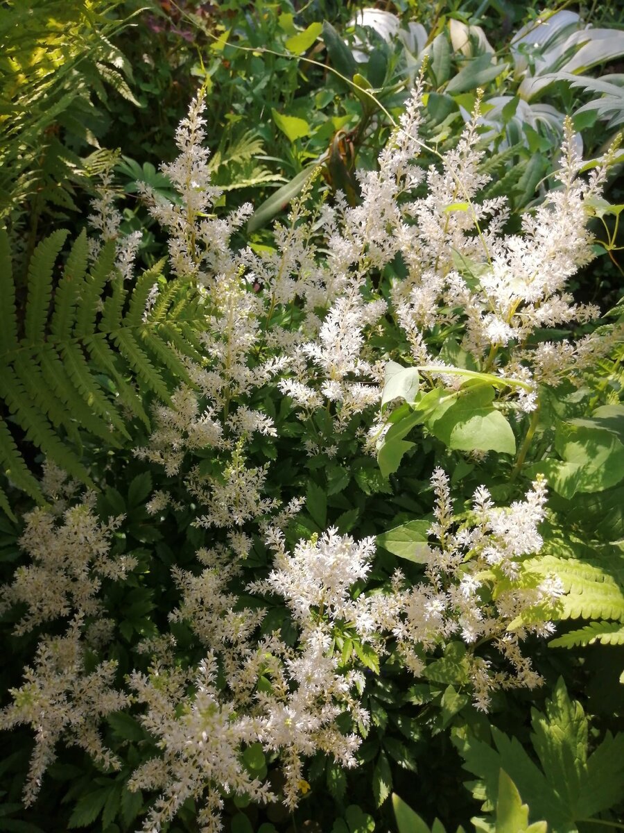 Астильба Brautschleier