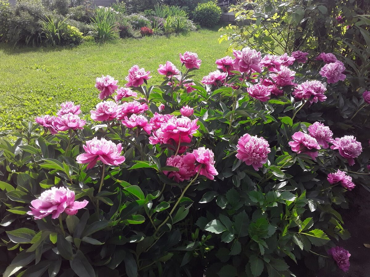 Маленький пионовый массив с видом на лужайку, а там вдали - кустарники-барбарисы