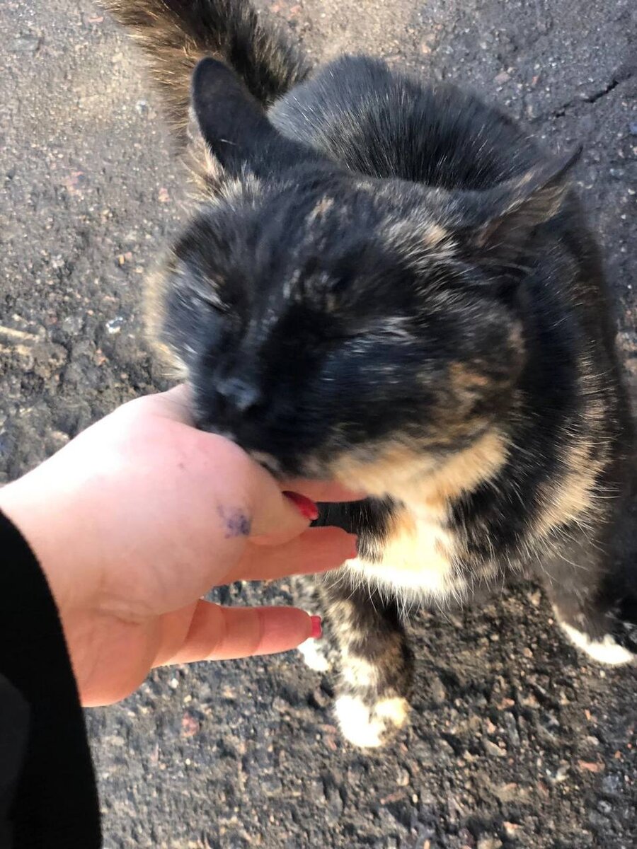 Она еще не знает, что скоро ее дома не будет😔 Промзона, склад под снос😔  Поможем репостами, чтобы она нашла настоящий дом, пожалуйста🙏 | Кошкам -  дом!| О животных приюта ТиНАО и не