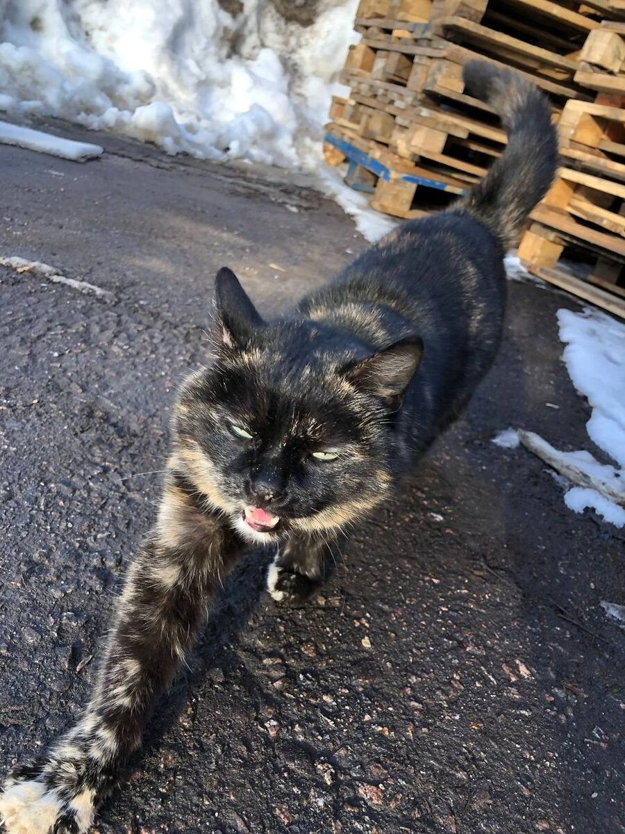 Она еще не знает, что скоро ее дома не будет😔 Промзона, склад под снос😔  Поможем репостами, чтобы она нашла настоящий дом, пожалуйста🙏 | Кошкам -  дом!| О животных приюта ТиНАО и не