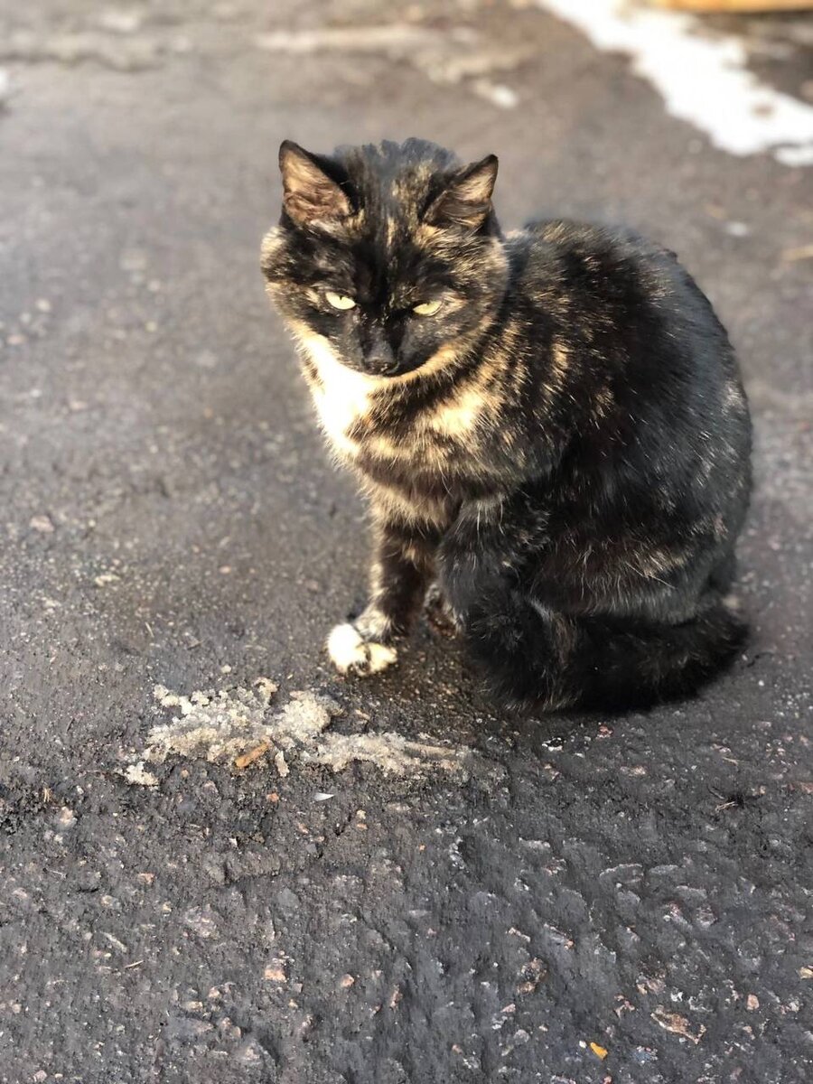 Она еще не знает, что скоро ее дома не будет😔 Промзона, склад под снос😔  Поможем репостами, чтобы она нашла настоящий дом, пожалуйста🙏 | Кошкам -  дом!| О животных приюта ТиНАО и не