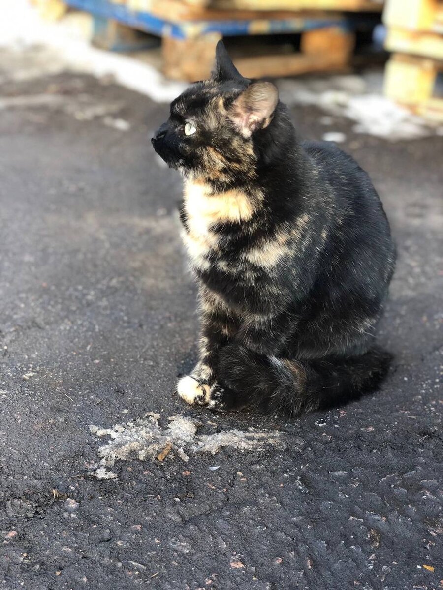 Она еще не знает, что скоро ее дома не будет😔 Промзона, склад под снос😔  Поможем репостами, чтобы она нашла настоящий дом, пожалуйста🙏 | Кошкам -  дом!| О животных приюта ТиНАО и не