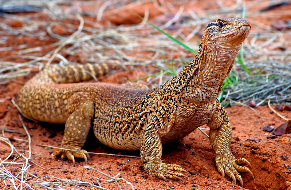 Varanus goannas, фото: klike.net