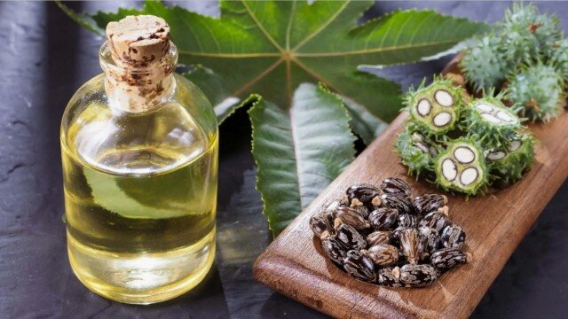 Касторовое масло и клещевина - растение, из которого оно добывается