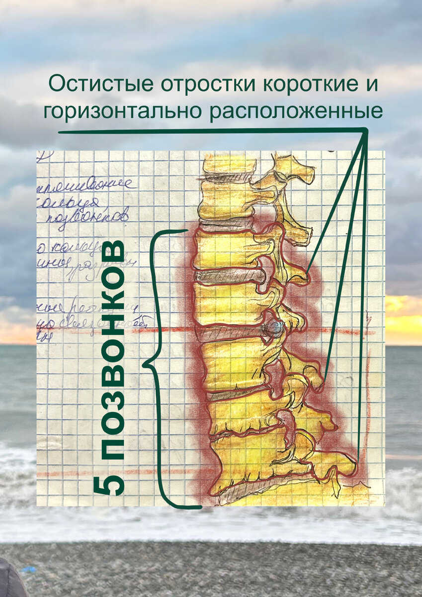 5 поясничных позвонков выделены красным