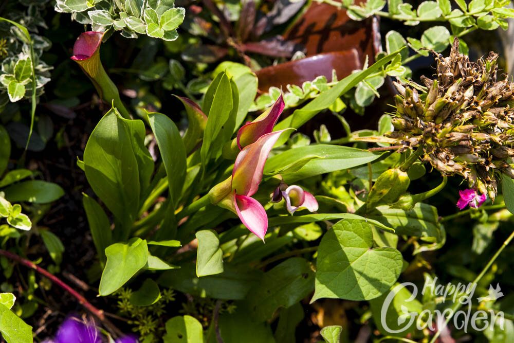 Кала. раньше я реально думала, что она перезимует. Хотя можно было выкопать клубни и сохранить