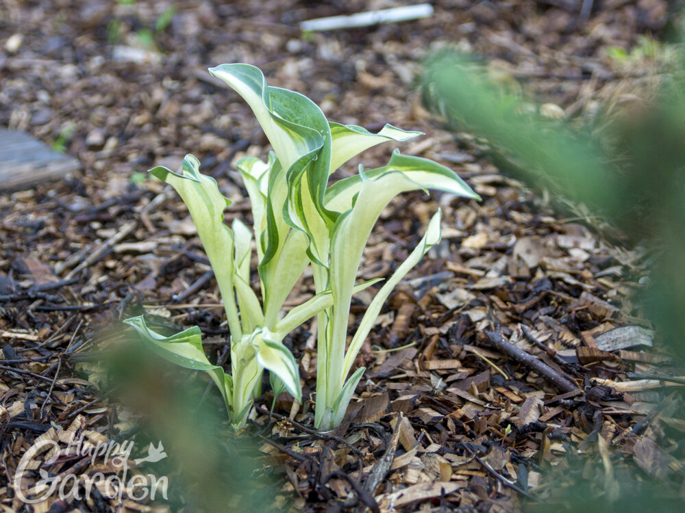 коллекционная хоста Sails Ho (Сайлс Хо)