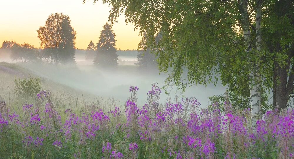 Иван-чай, туман и немного летнего настроения