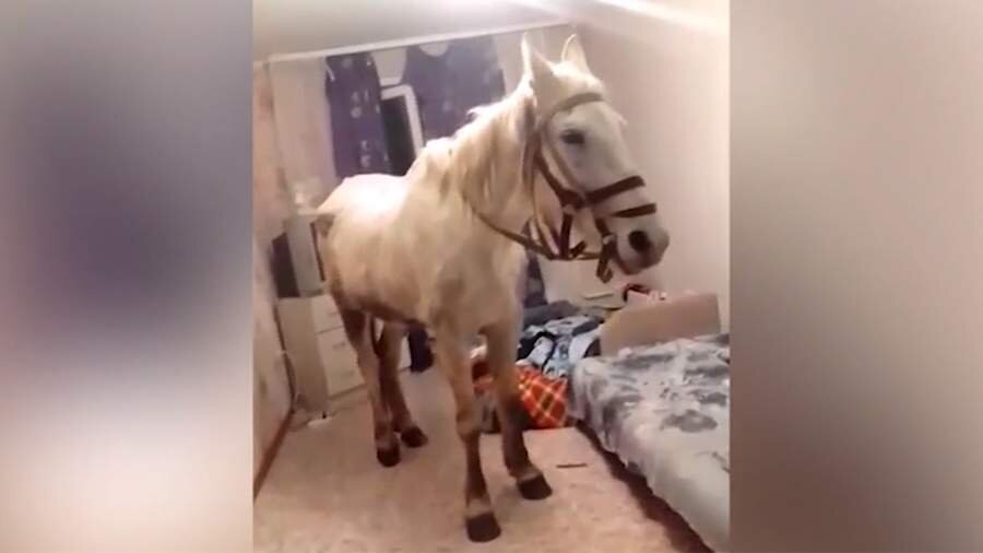 Взяла у коня. Видео мужик привел лошадь. Видео мужик привел лошадь. Видео мужик привел лошадь. Голодная лошадь.