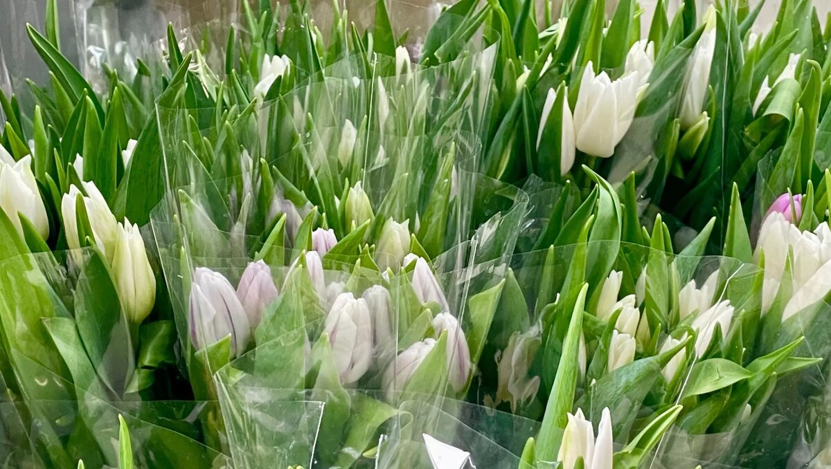     Многим уже страшно заходить в цветочные магазины, предвкушая предпраздничные цены. «Наш город» пробежался по ним за вас ми готов рассказать о том, как обстоят дела с ценами и какие букеты флористы готовы предложить тюменцам.