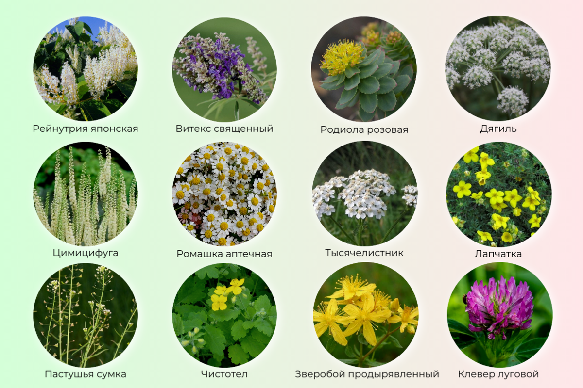 У женщины — как опыт учит нас — здоровье с красотою неразлучны © Лопе де Вега, «Собака на сене» Тема женской красоты как никогда актуальна в преддверие весеннего женского праздника.-6