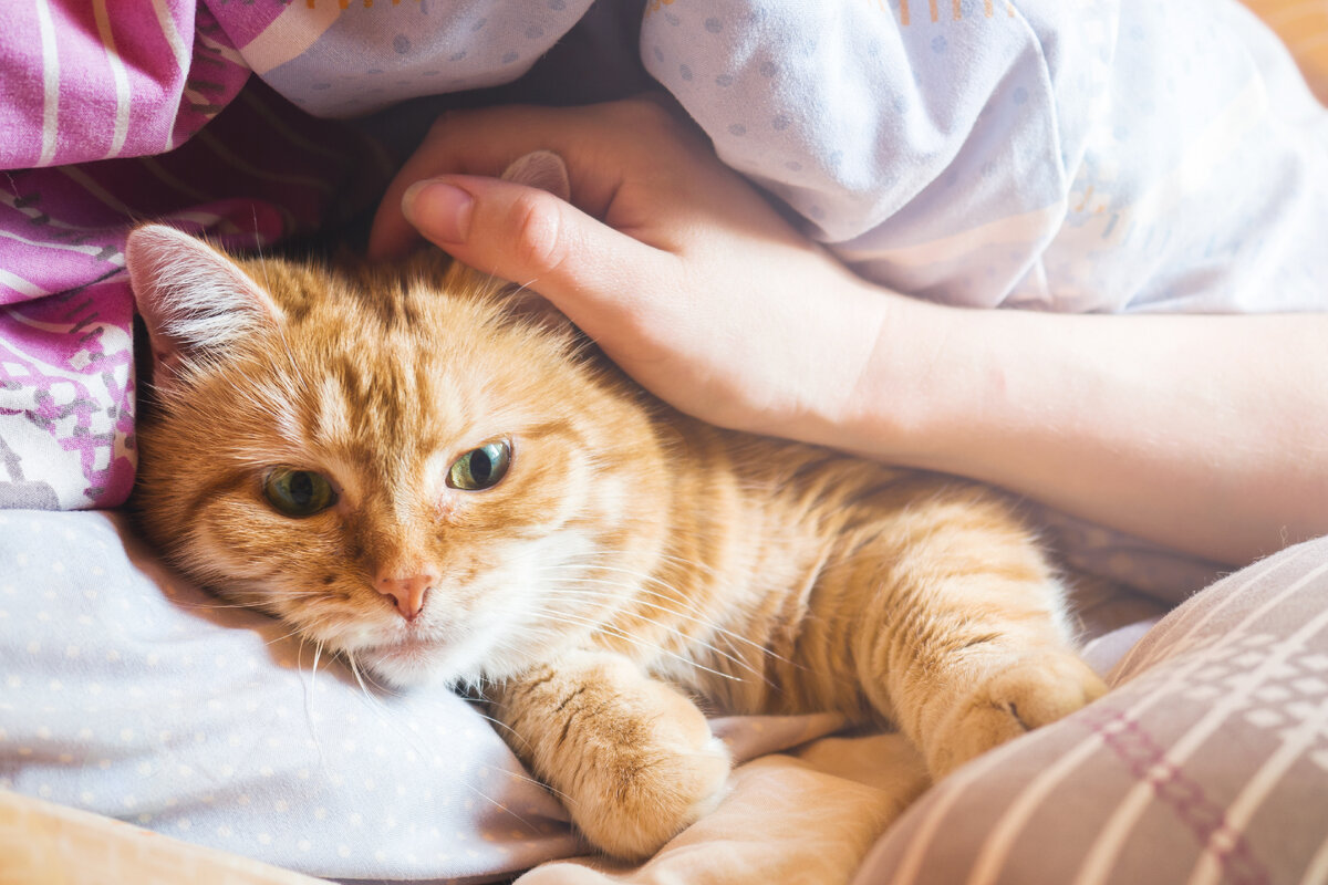 Все, что вам нужно знать о родах вашей кошки: расскажем, как подготовиться  к домашним родам и обеспечить кошке спокойное материнство! - Витамины  Polidex