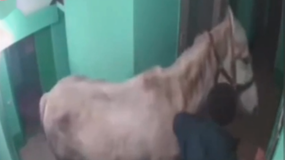 Фото: © Скриншот видео