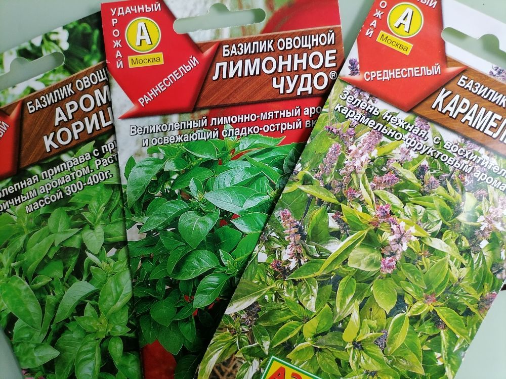 Базилик всходы. Базилик р9. Базилик лимонный. Базилик на рассаду как правильно. Базилик рассада.