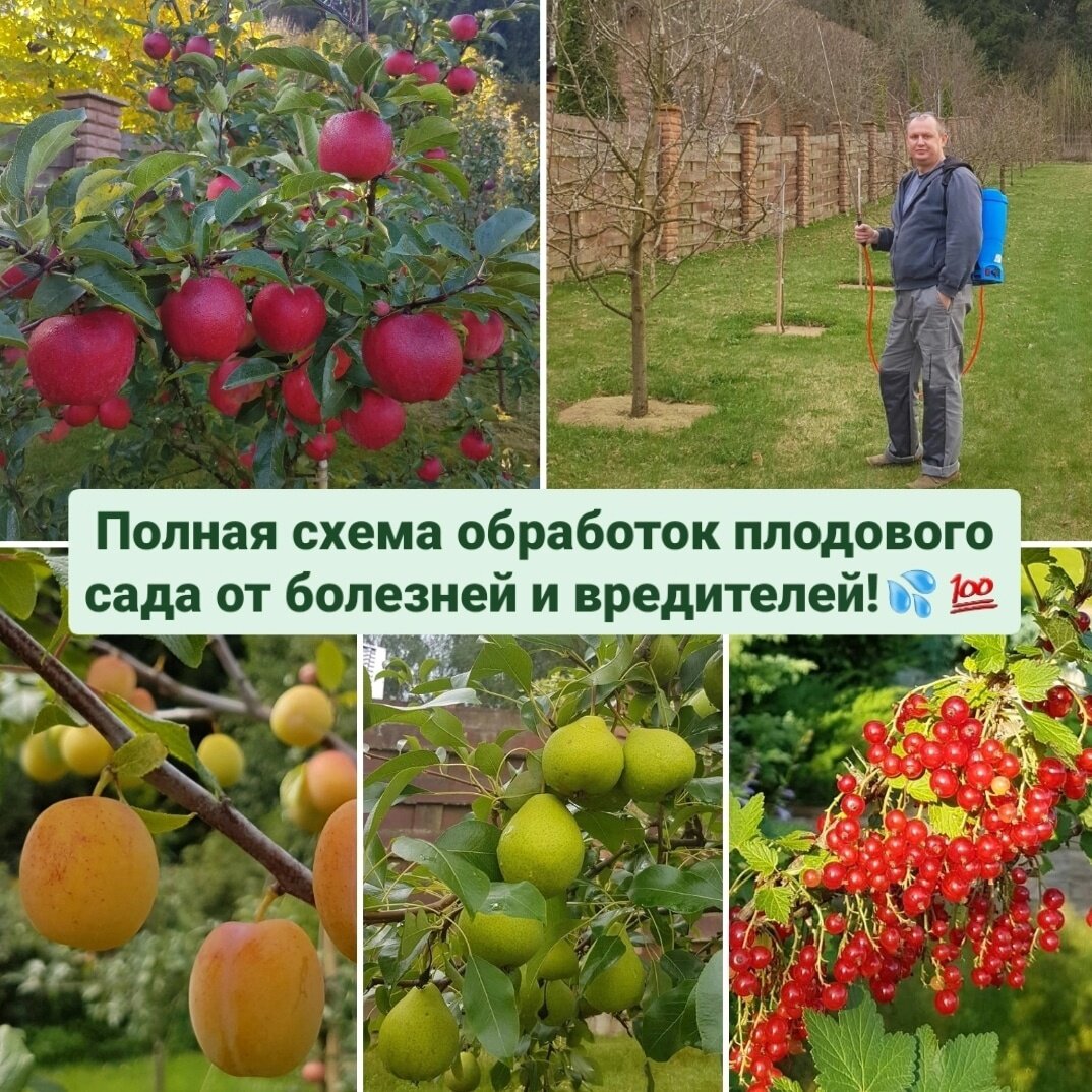 В саду 40 фруктовых деревьев. Кустовая яблоня. Полукарлики сорта яблонь. В саду 40 фруктовых деревьев. Пальметта яблоня.