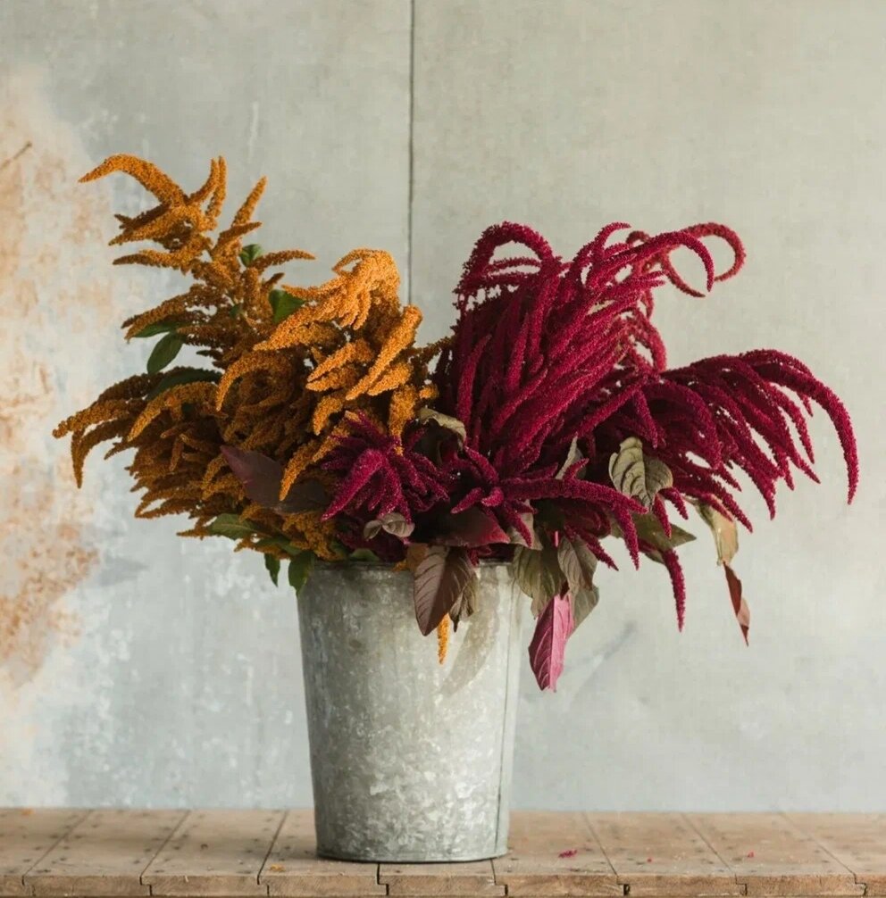 Амарант растение лекарственное. Амарант хвостатый семена. Масло из растения амарант. Как принимать амарант. Амарантовое масло компас здоровья.