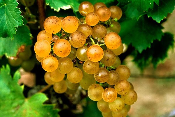 виноград районы выращивания. карта выращивания винограда в россии. сумма активных температур для сортов винограда. блауфранкиш виноград. площадь виноградников в россии 2020.