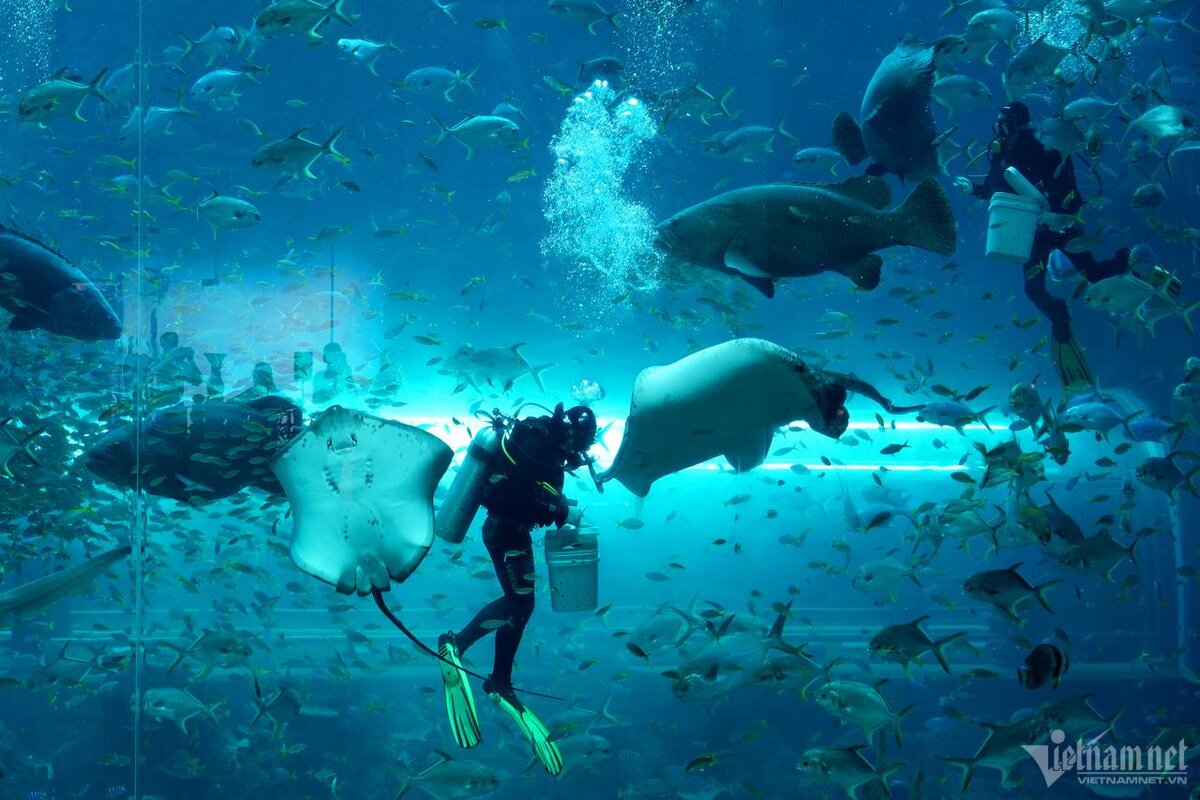 Кормление акул. 