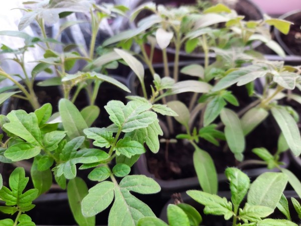 Сею томаты, перцы, баклажаны, как мама научила. И радуюсь