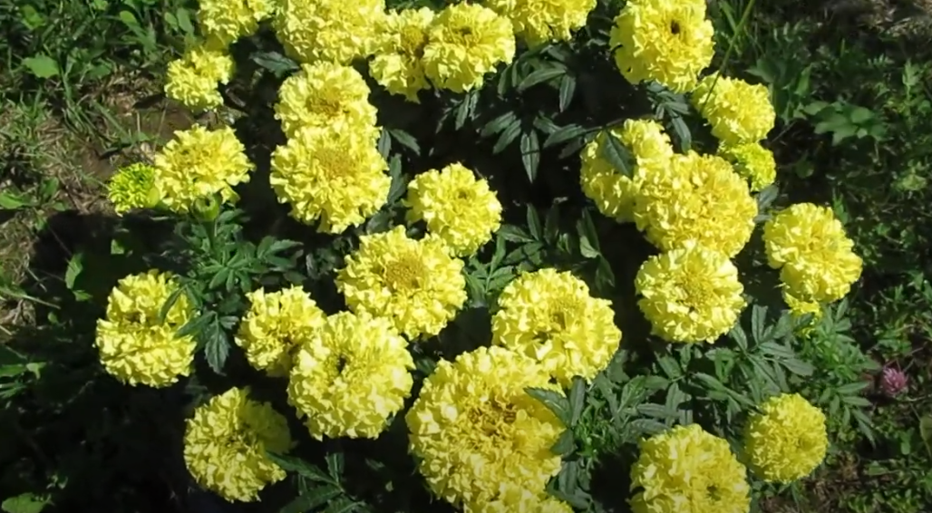 бархатцы пикировка рассады. всходы бархатцев. гацания пикировка. когда сеять бархатцы на рассаду в подмосковье. бархатцы рассада пломбир.