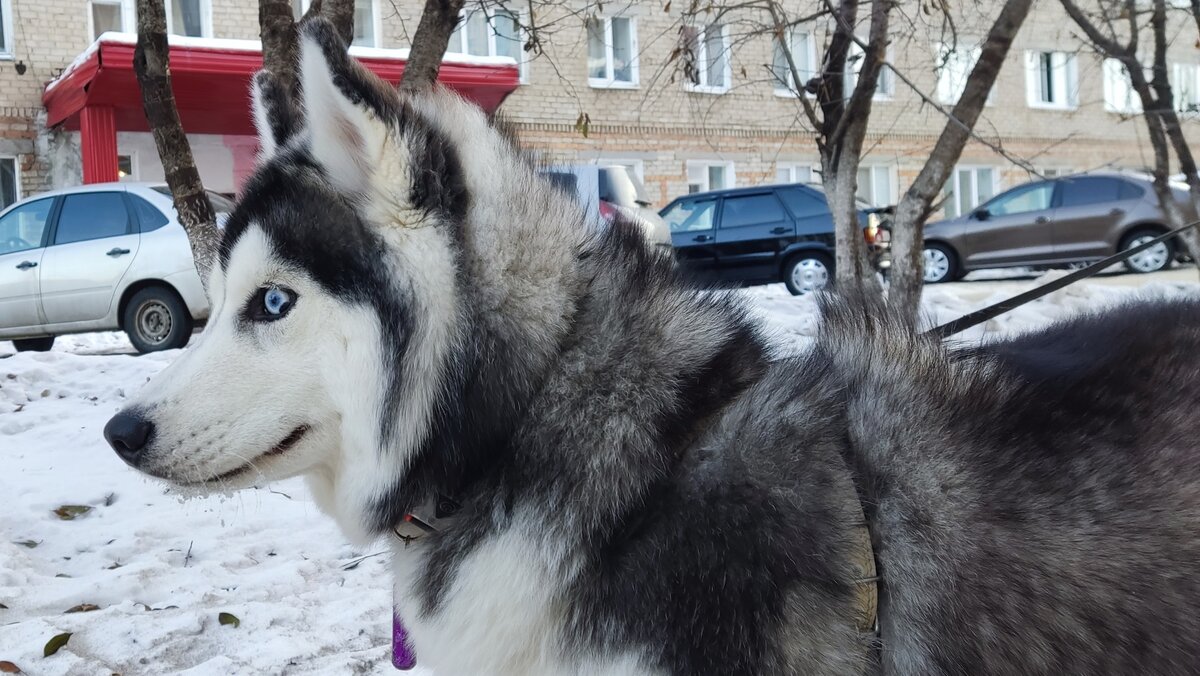 Хаски по имени Мани