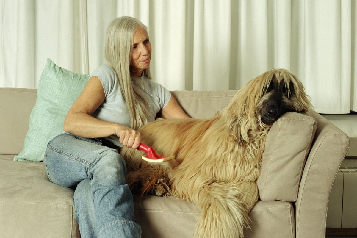 Афганская борзая