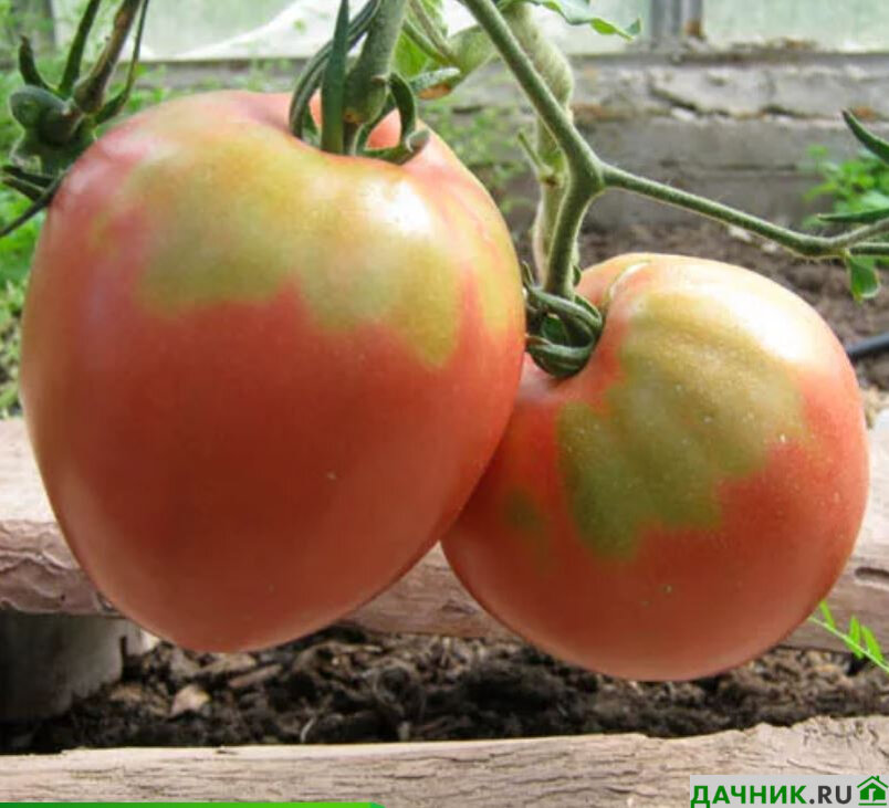 Посев томатов на рассаду в феврале 2024. График посадки рассады в 2022. В какие дни сажать помидоры на рассаду в феврале 2024. Посев томатов на рассаду в феврале 2024. Посев томатов на рассаду в феврале 2024.