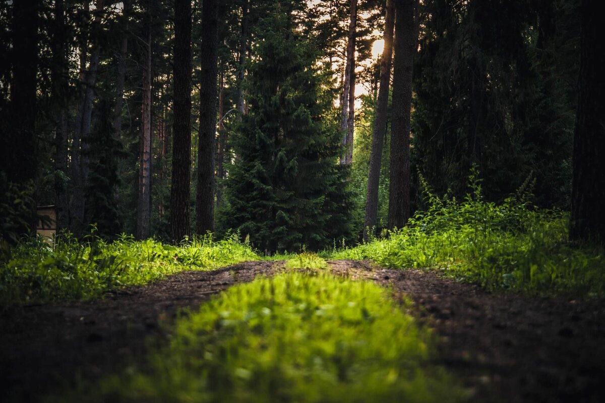 Природа Страны КОМПЬЮТЕРиЯ