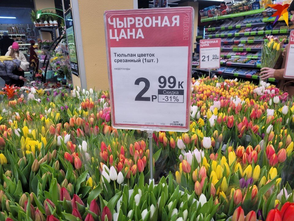 нарцисс корневище. выгонка тюльпанов. луковичные послойно. луковицы тюльпанов для выгонки. сколько тюльпанов из одной луковицы.