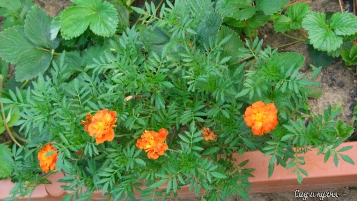 Бархатцы в грядке с клубникой.