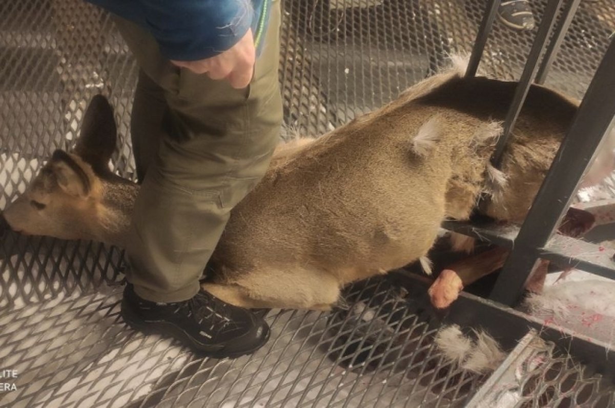    Косулю чуть не загрызли бродячие собаки.