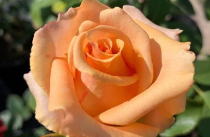 Чайно-гибридная стар 2000. Мой брат негр. Негры из гетто мемы. Не чайно. Чайно-гибридные розы.