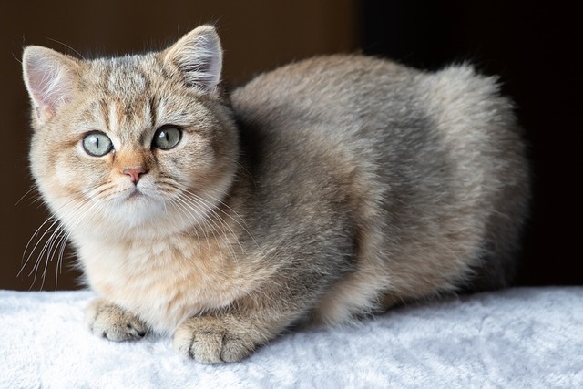 6 причин, почему кошкам нравится облизывать подмышки хозяина