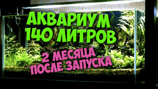 Как же он изменился! Аквариум 140 литров 2 месяца после запуска. Влог.