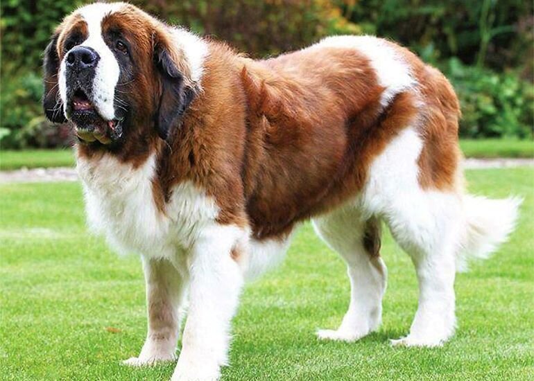  Фото Сенбернар