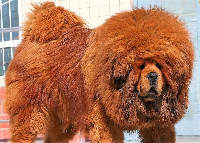  Фото Тибетский мастиф