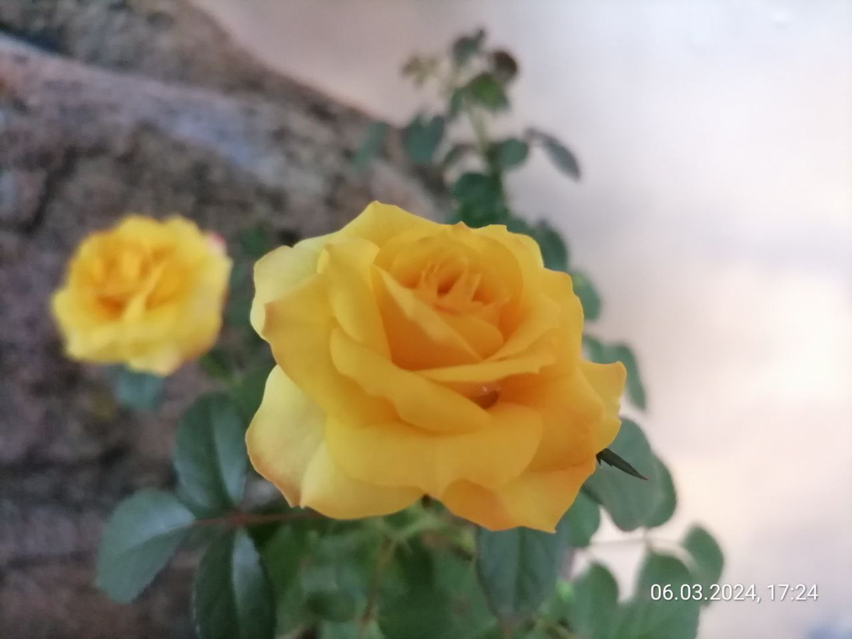 Моя роза Кордана