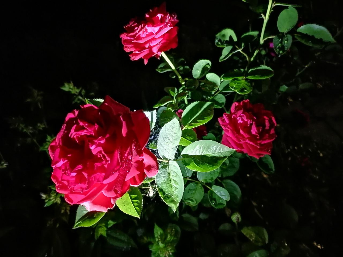 Моя роза, ночная съемка