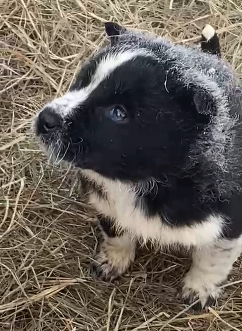 Афина-красотка 